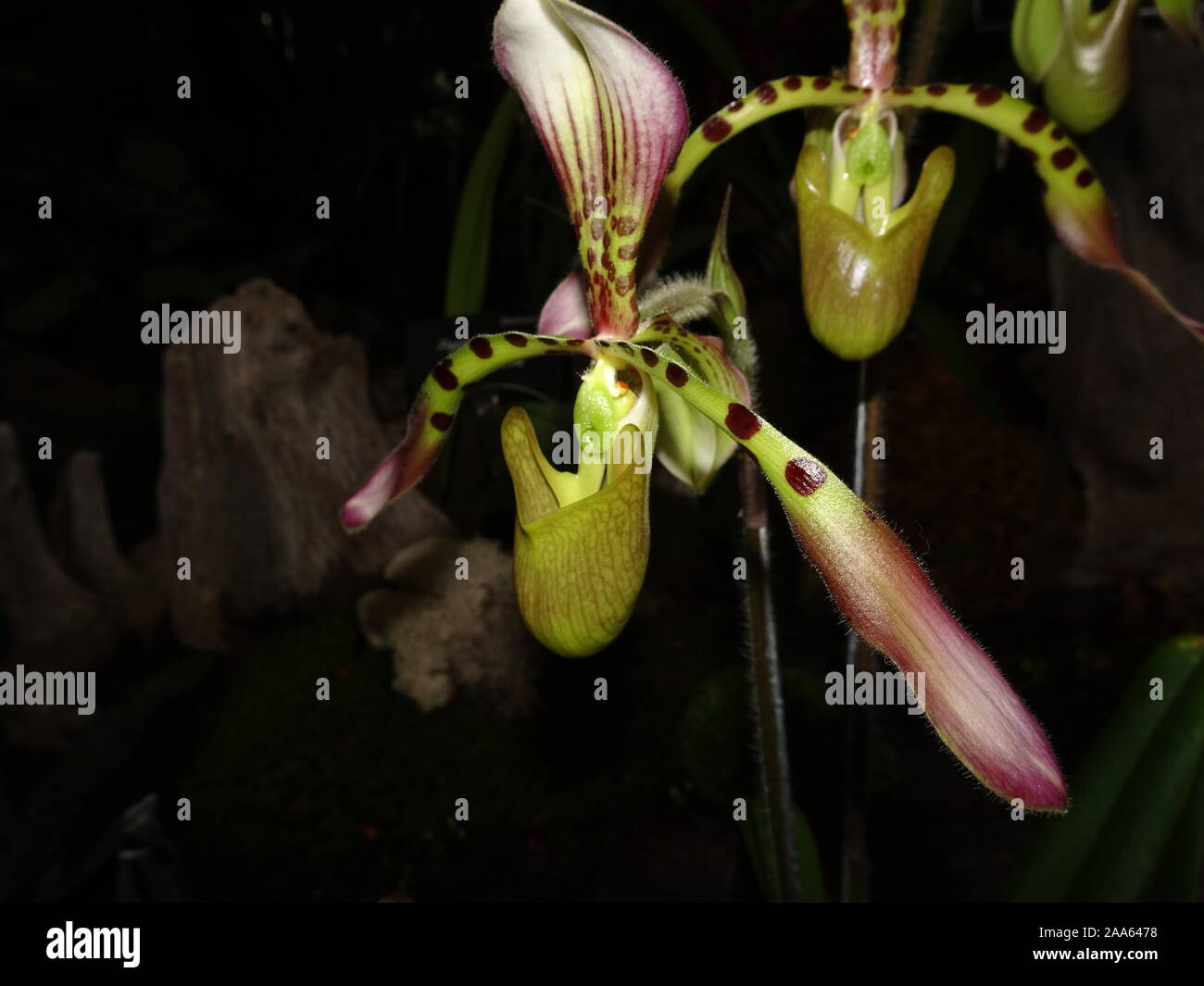 Esotico verde e rosa Orchid in un giardino Foto Stock