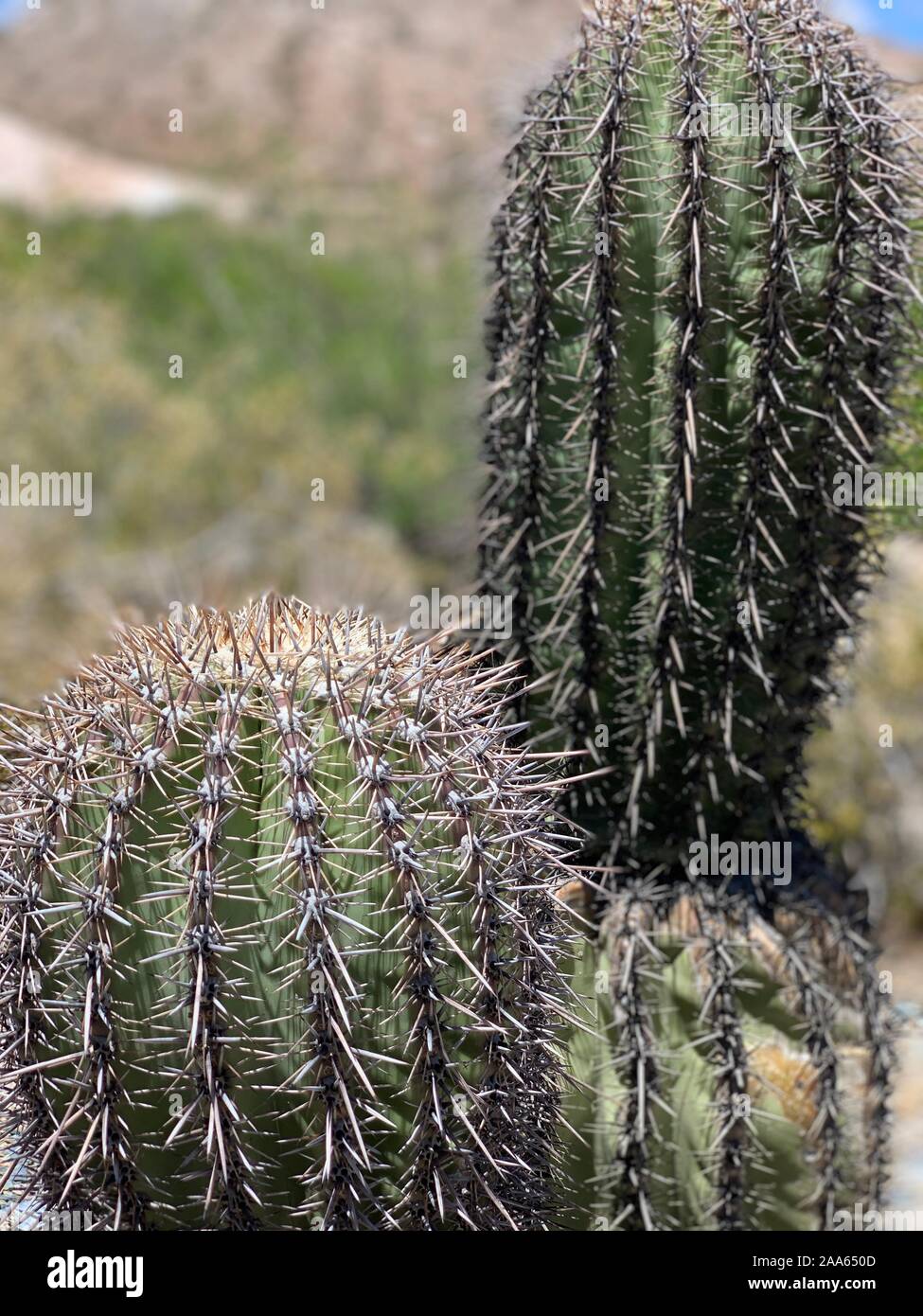 Piestewa Peak (Squaw Peak) cactus in Phoenix Arizona Foto Stock
