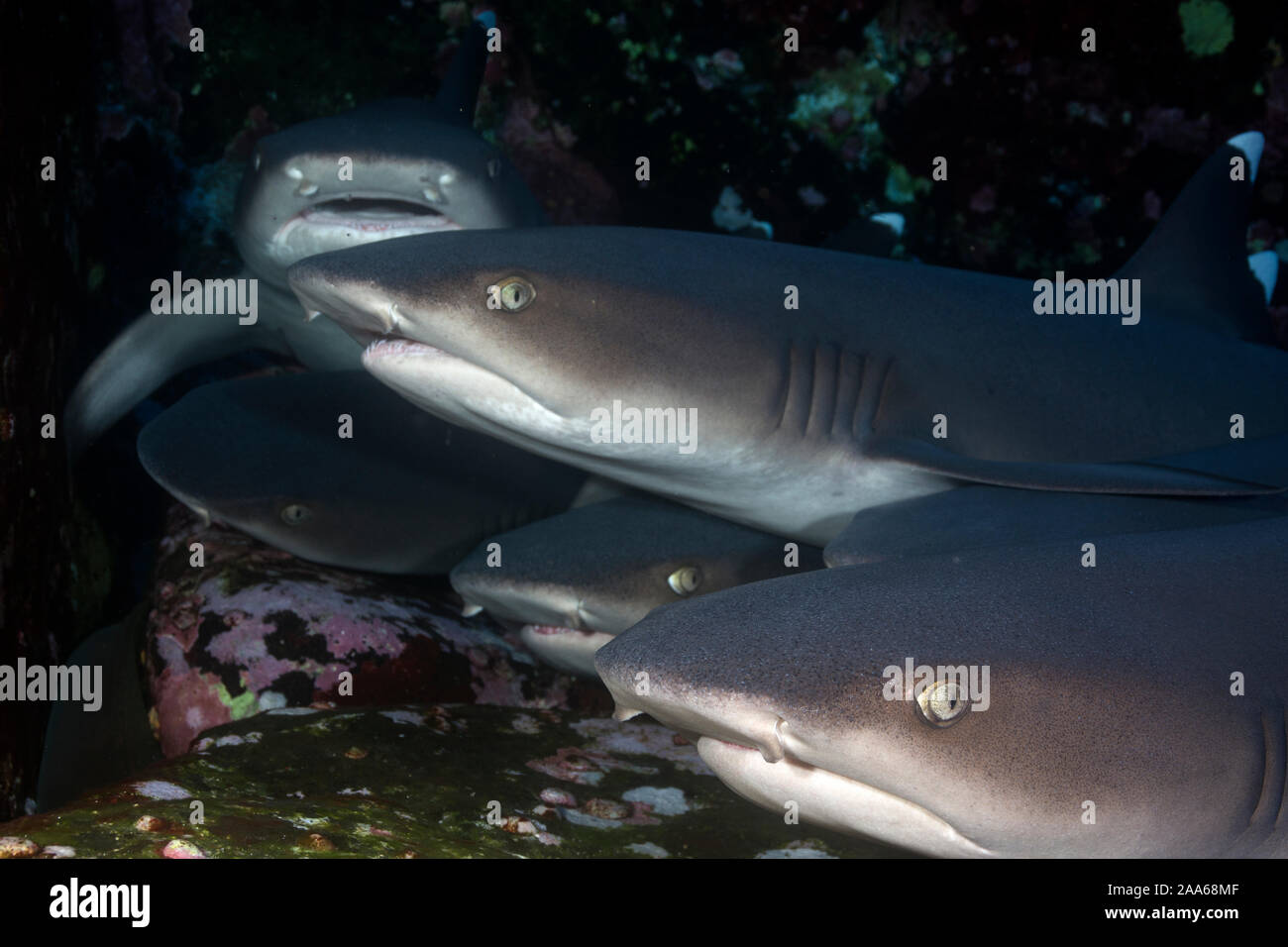 Il gruppo di punta bianca squali (Triaenodon obesus) poggiano su uno strato di Roca Partida in Revillagigedo, Messico Foto Stock