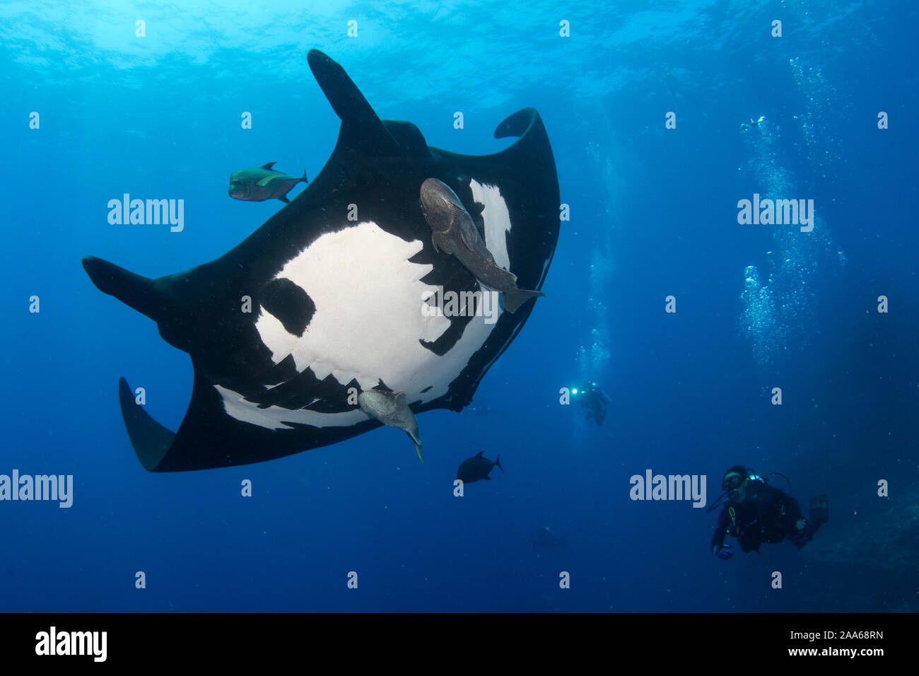 Subacqueo e Manta Ray (Mobula birostris) a El caldaia sito di immersione a San Benedicto Isola, Revillagigedo, Messico Foto Stock