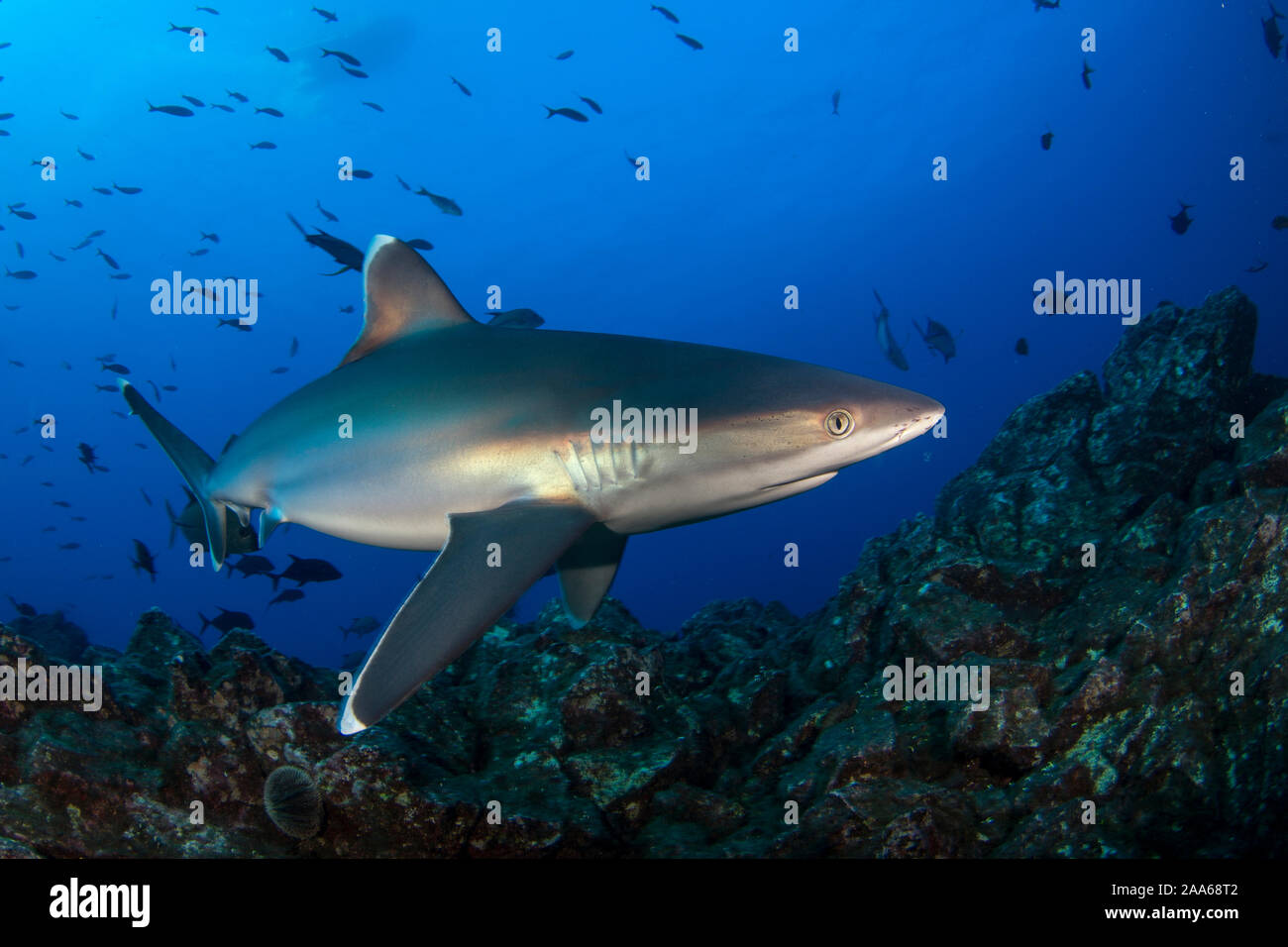 Silvertip Shark (Carcharhinus albimarginatus) a san Benedicto Isola, Revillagigedo Foto Stock