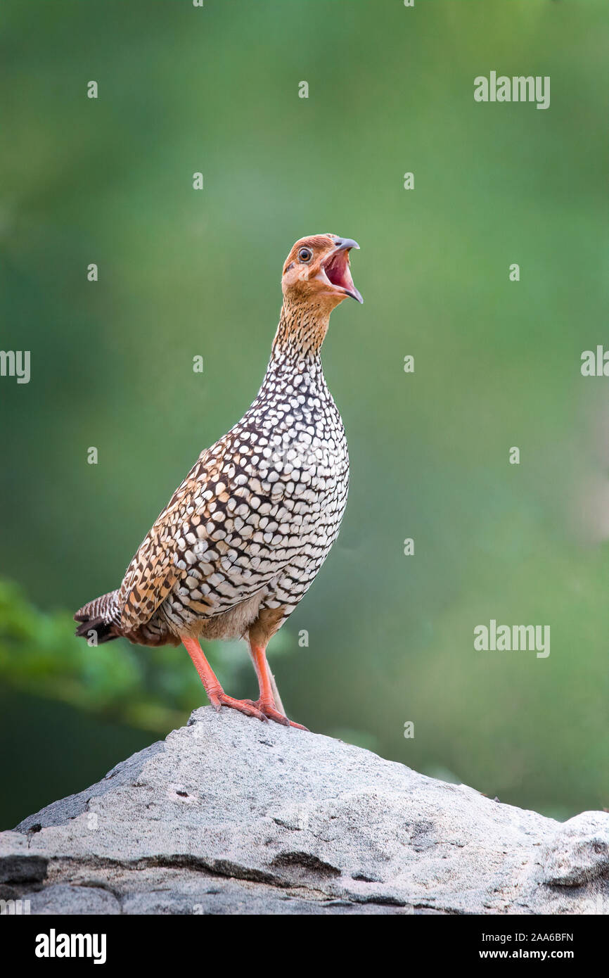 Dipinto di accoppiamento Francolin durante la chiamata Foto Stock