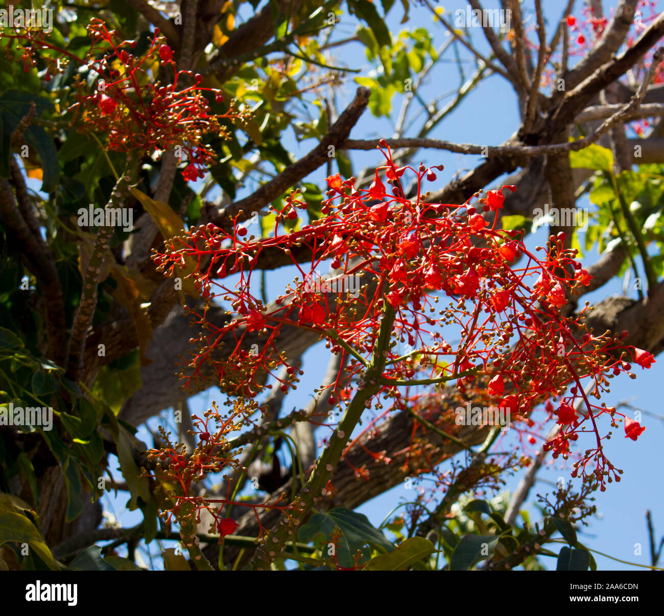 Australian Brachychiton acerifolius, Illawarra Flame Tree, Fioritura in estate su un nudo albero sfrondato è una gloriosa vista rosso con boccioli pendolari. Foto Stock