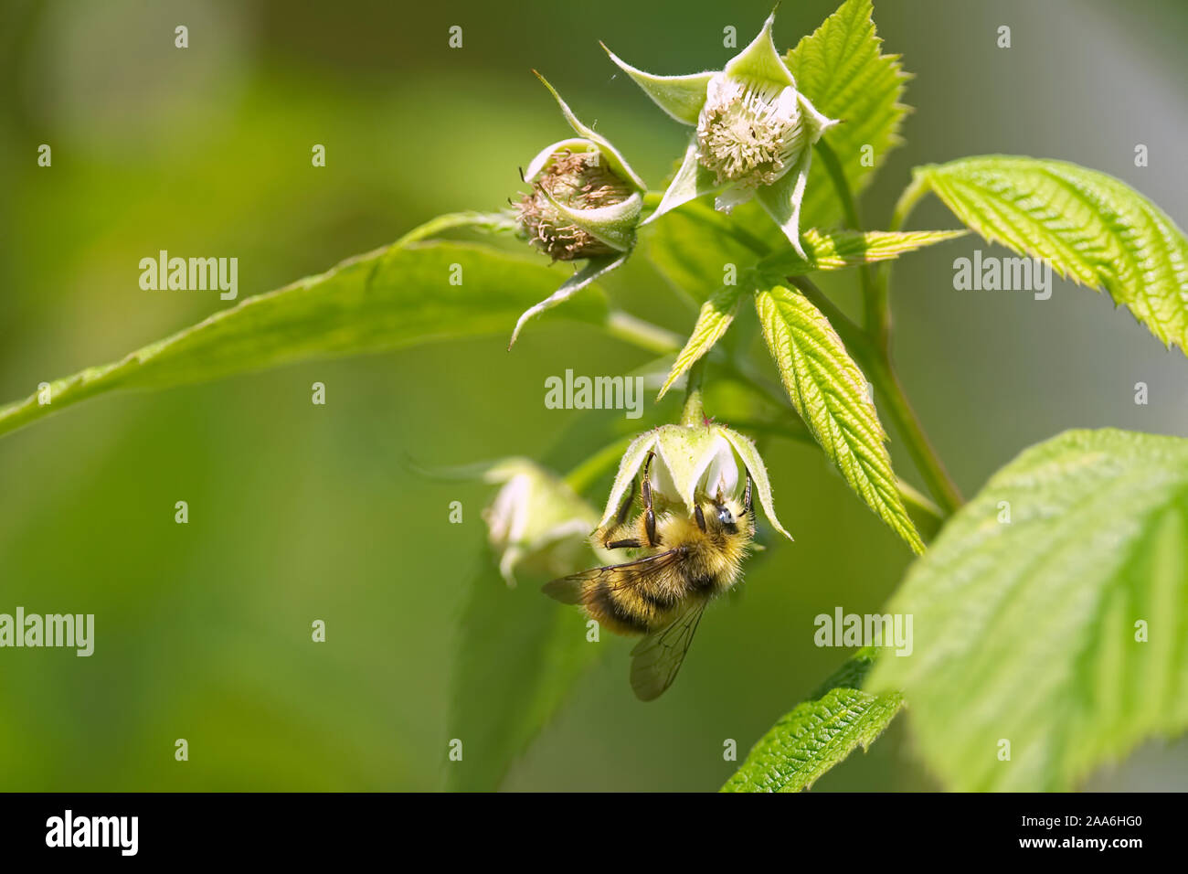 Una singola ape (API) impollinare lampone fiorisce in un giardino di casa. Foto Stock
