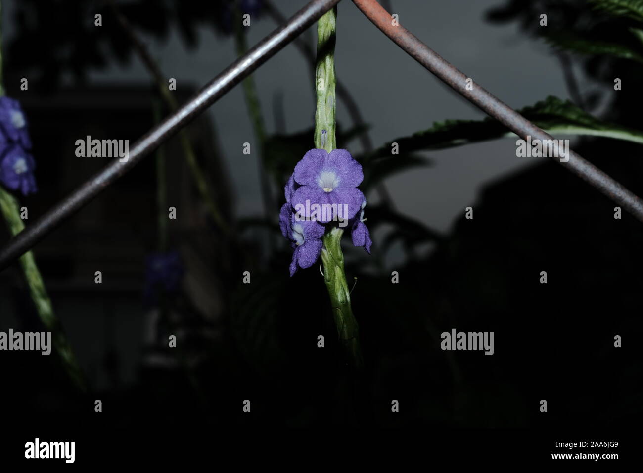 Fiori viola dietro un recinto. Stachytarpheta jamaicensis, anche noto come blu di serpente o di erbaccia tè brasiliano Foto Stock