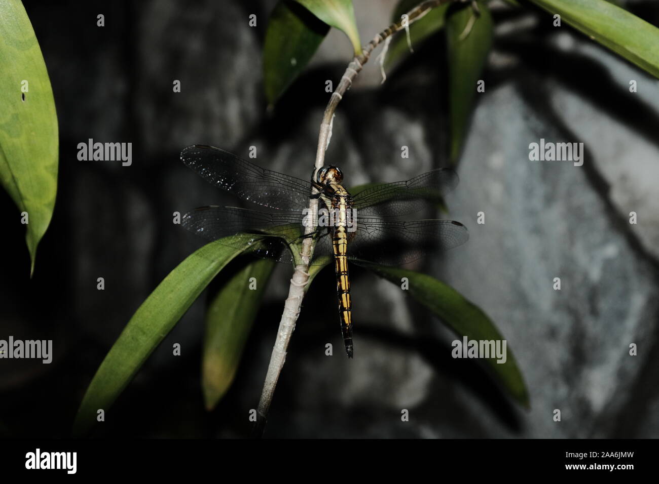 Dragonfly sulla lamina Foto Stock