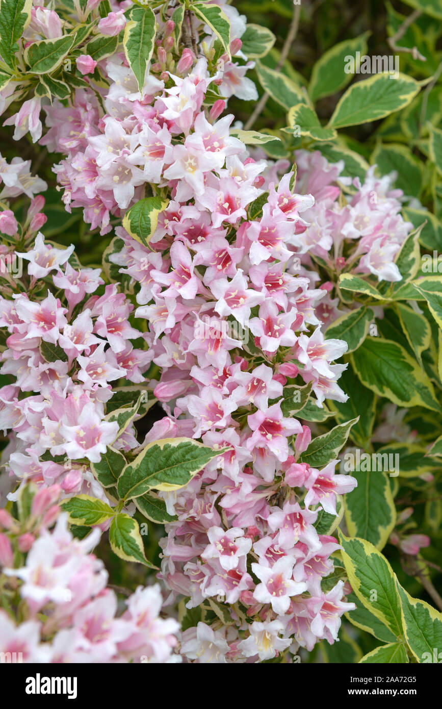 Weigela nana variegata weigela immagini e fotografie stock ad alta