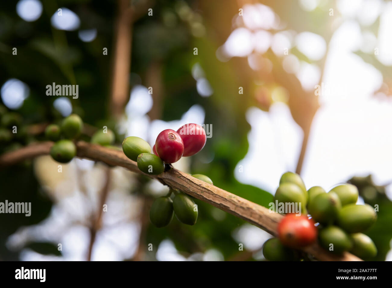 Albero di caffè con rosso di bacche di caffè sulla piantagione di caffè. Foto Stock