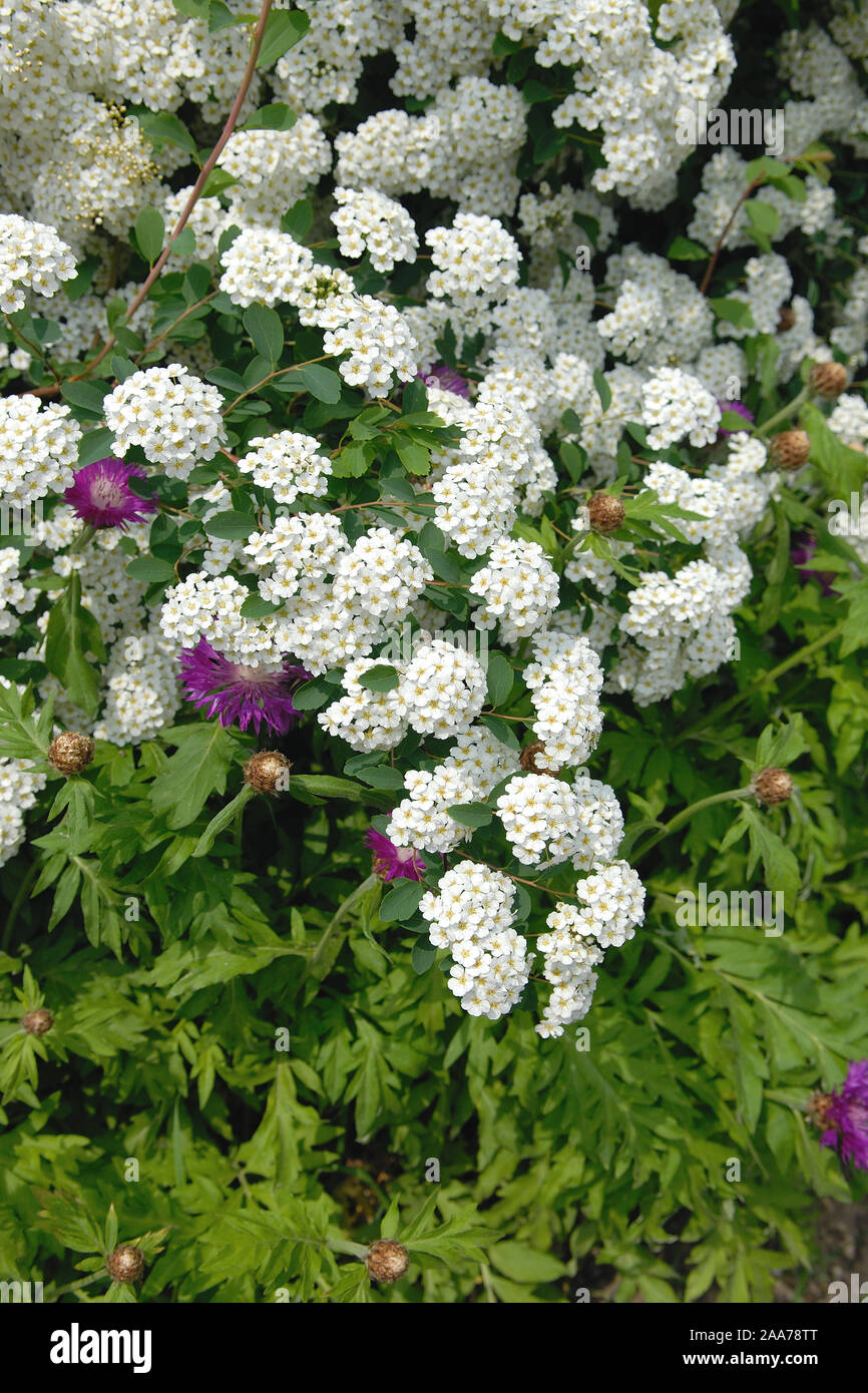 Spiraea vanhouttei Foto Stock