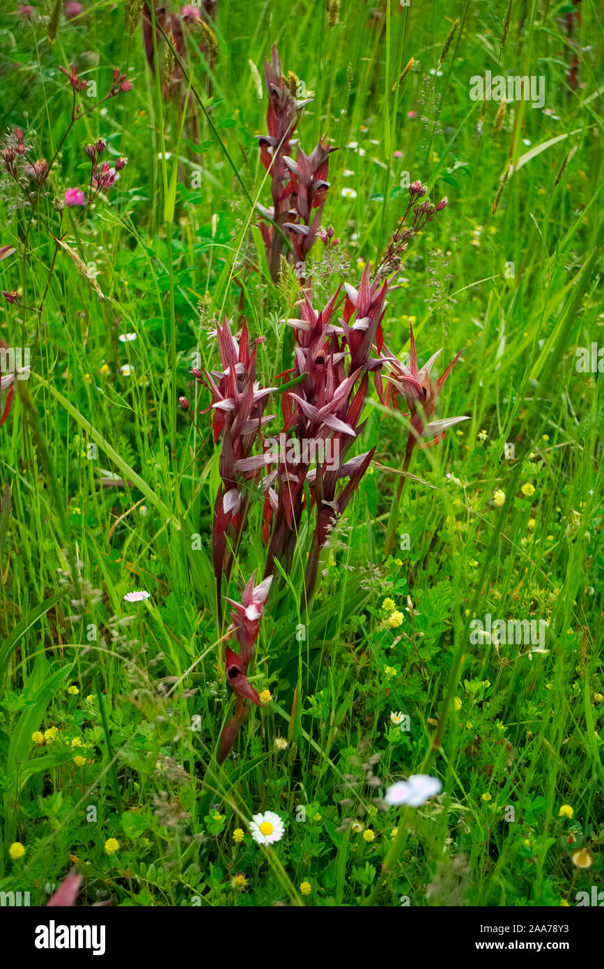 Serapias cordigera crescendo in un manto erboso in erba, strada, Aquitaine, Francia Foto Stock