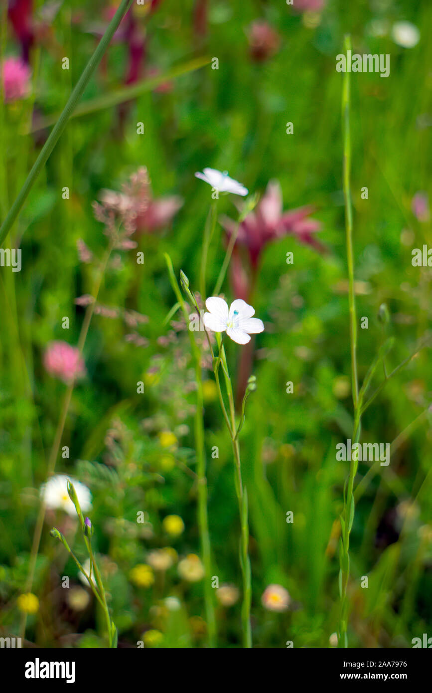 Lino pallido Linum bienne crescendo in un manto erboso in erba, strada, Aquitaine, Francia Foto Stock