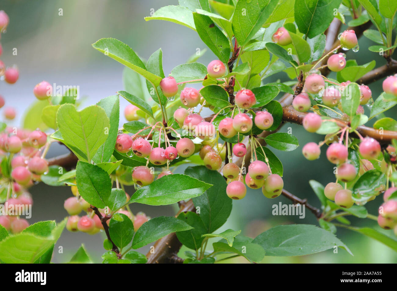 Strauch-Apfel (Malus toringo var. sargentii) Foto Stock