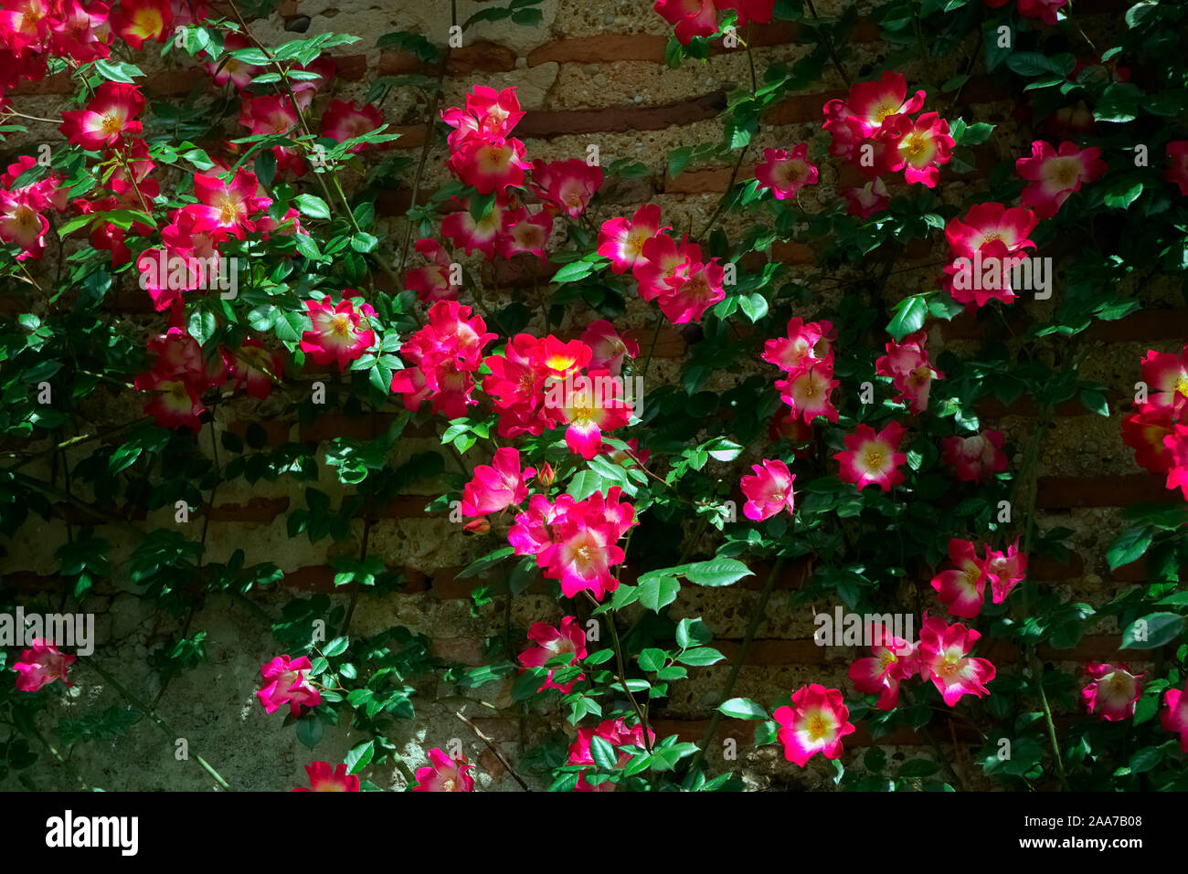 Rosa 'Dortmund'- unico rosso con occhio bianco rosa rampicante Foto Stock