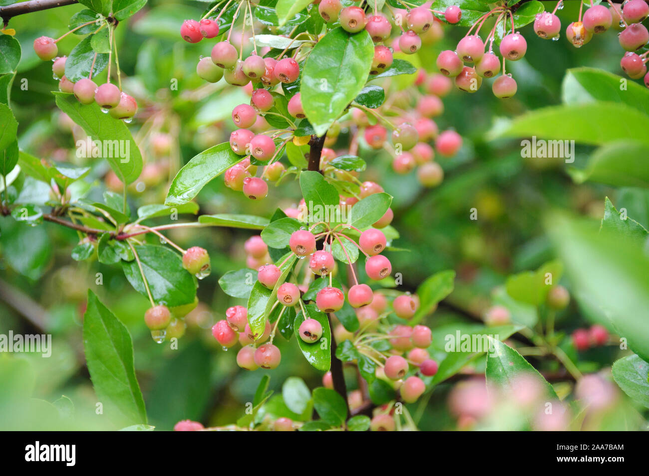 Strauch-Apfel (Malus toringo var. sargentii) Foto Stock