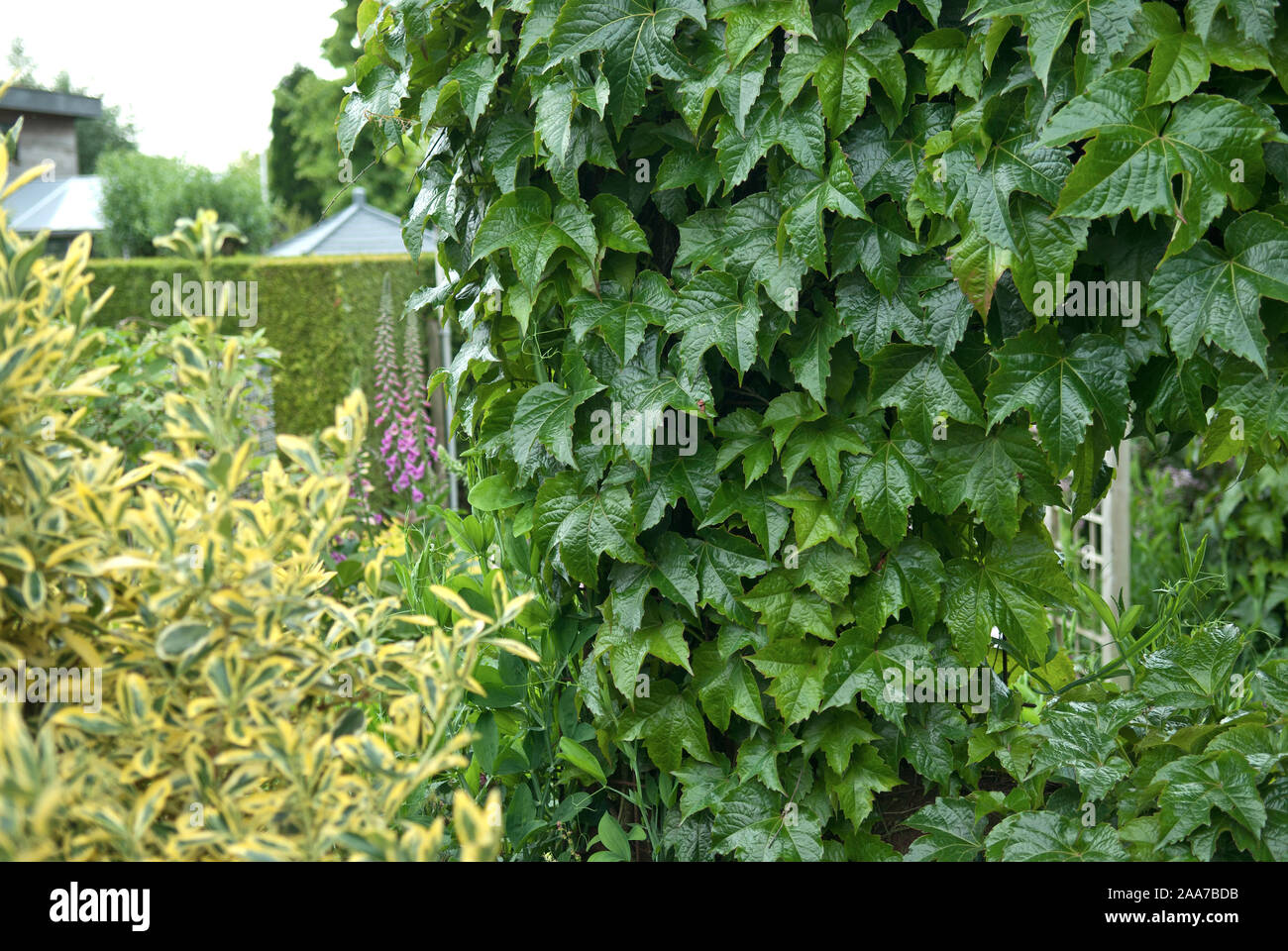 Jungfernrebe (Parthenocissus tricuspidata " Verde primavera') Foto Stock
