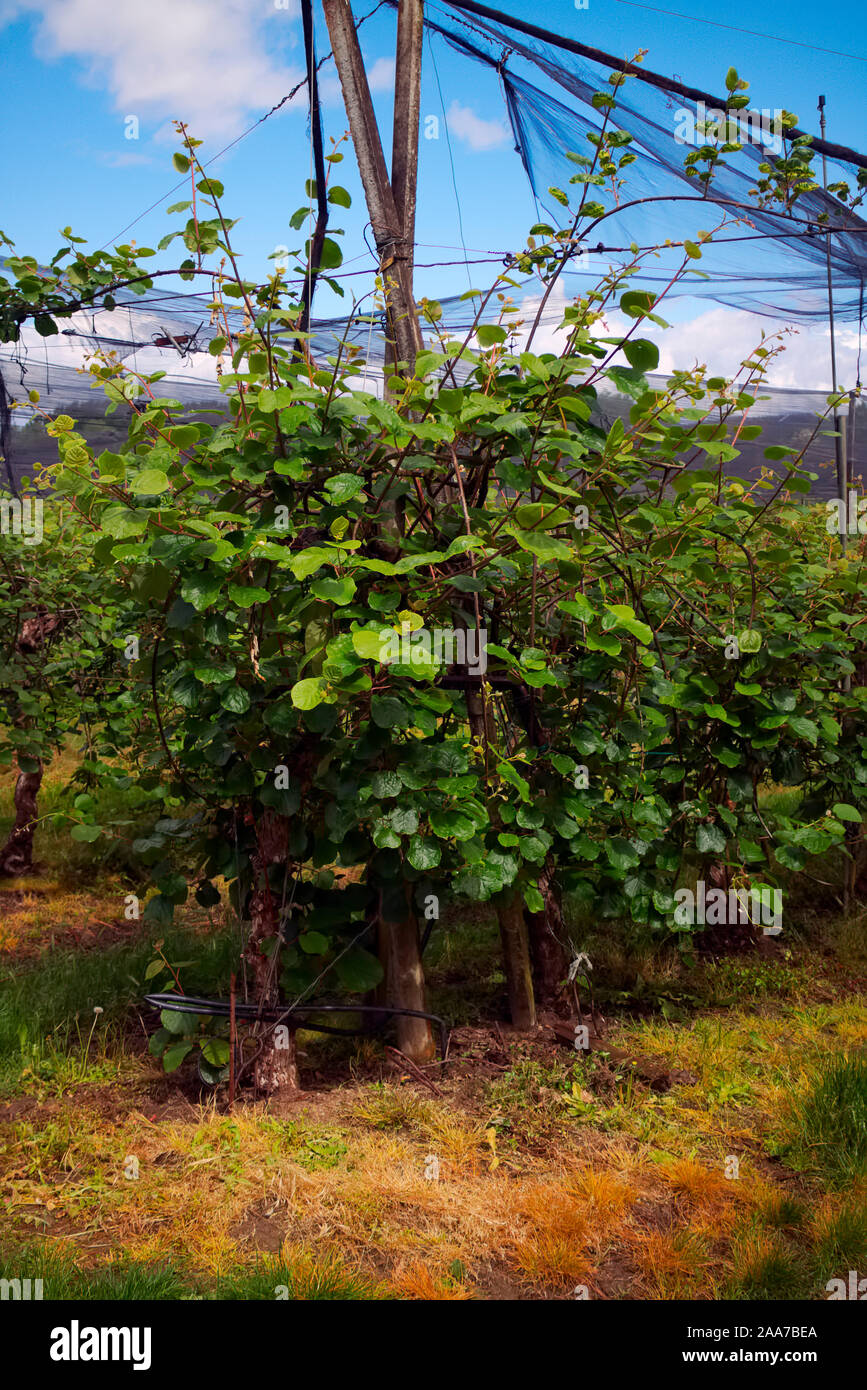 I kiwi, o uva spina cinese Actinidia chinensis compensate con danni da grandine Foto Stock