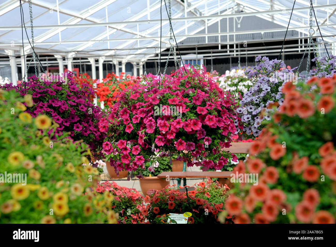 Petunie (petunia) Foto Stock