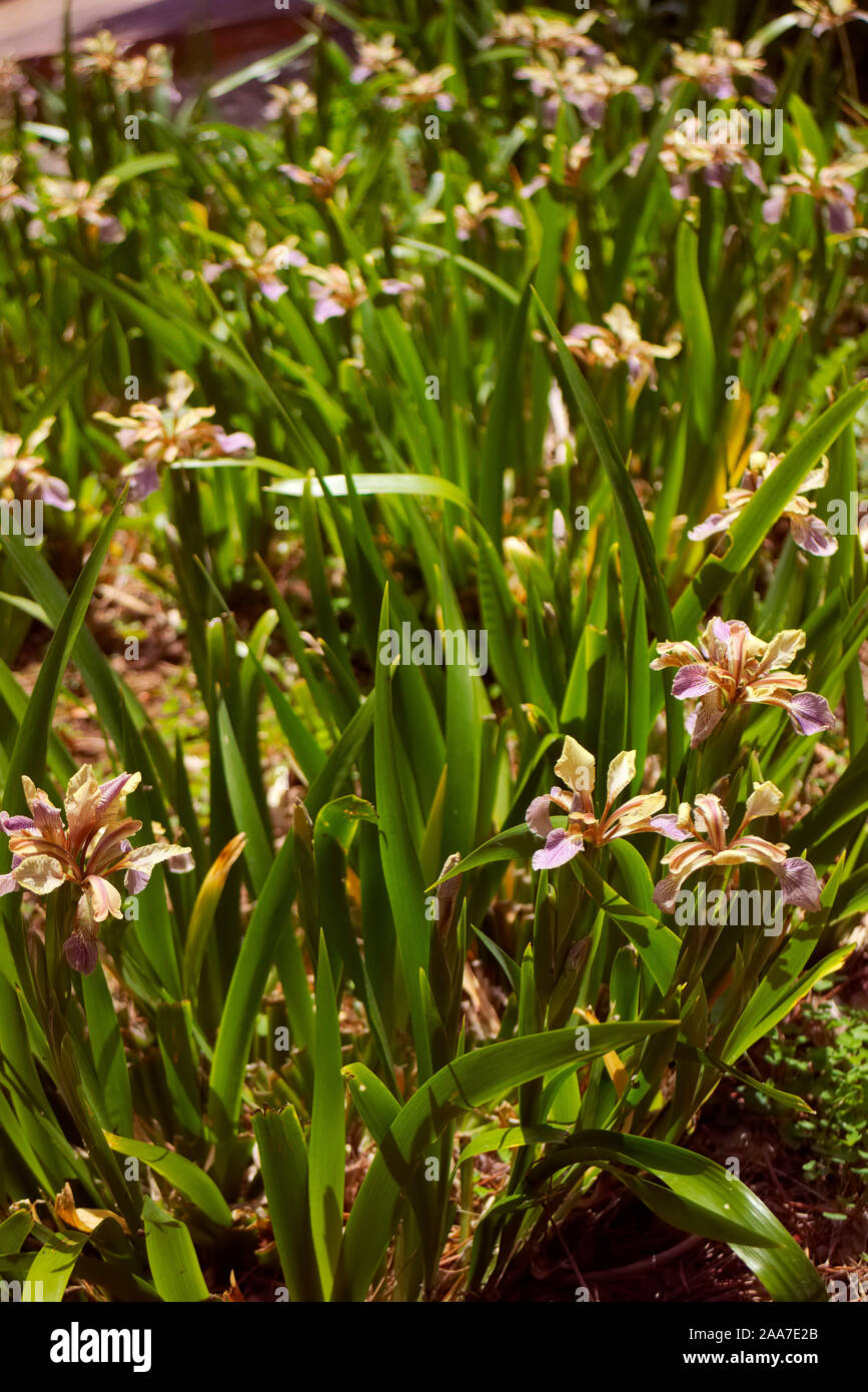 Iris foetidissima in crescita su terreno calcareo, verso sud banca nel Sud della Francia Foto Stock