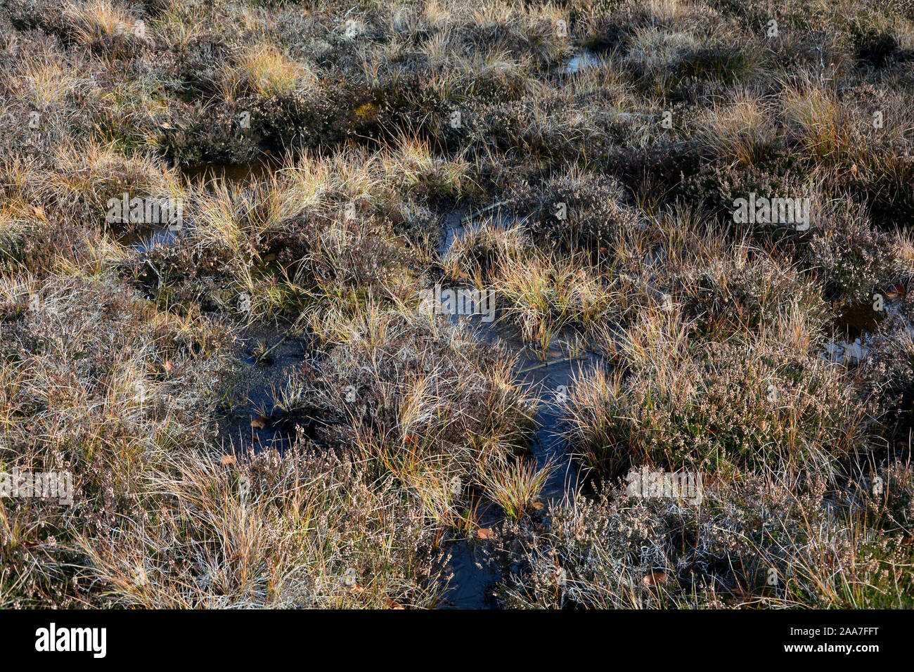 Gli occhi di Moro nel Black Moor in alta Rhön, Baviera, Germania Foto Stock