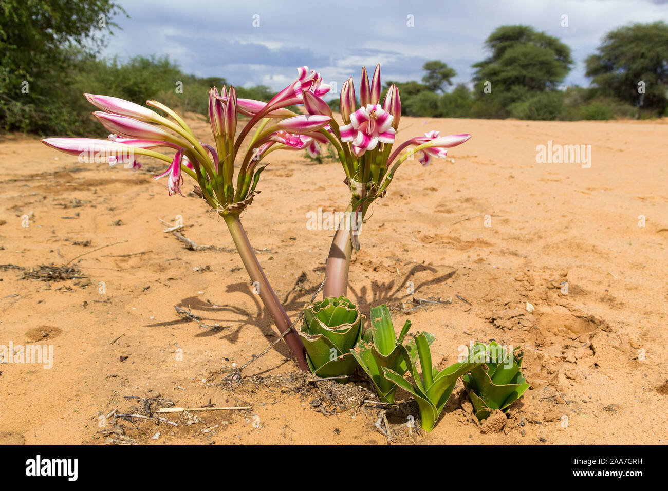 Wild crescente rosa e fiore bianco (Crinum macowanii?), vicino a Waterberg, Namibia Foto Stock