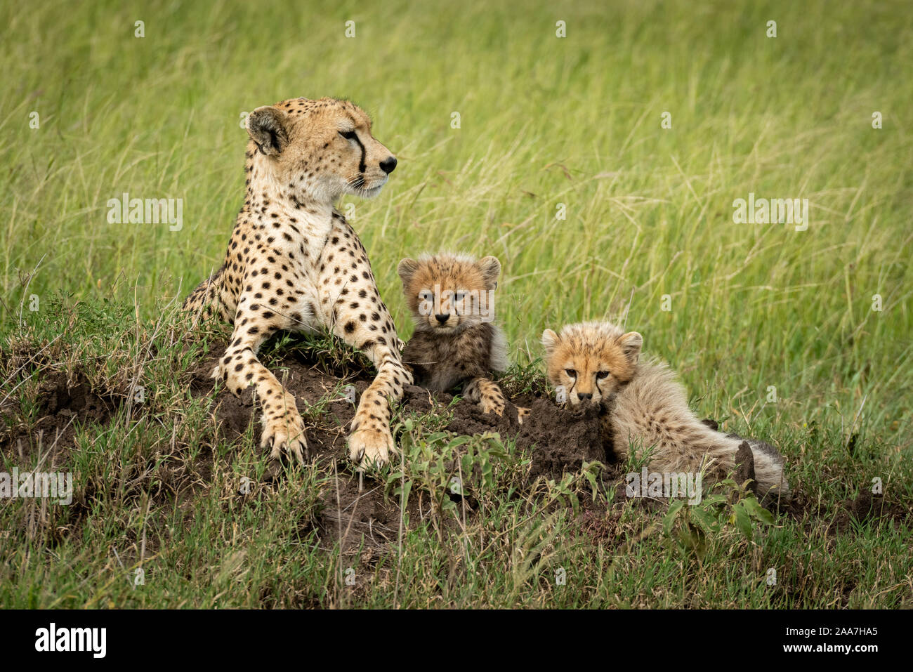 Ghepardo femmina si trova accanto a cubs sul cumulo Foto Stock