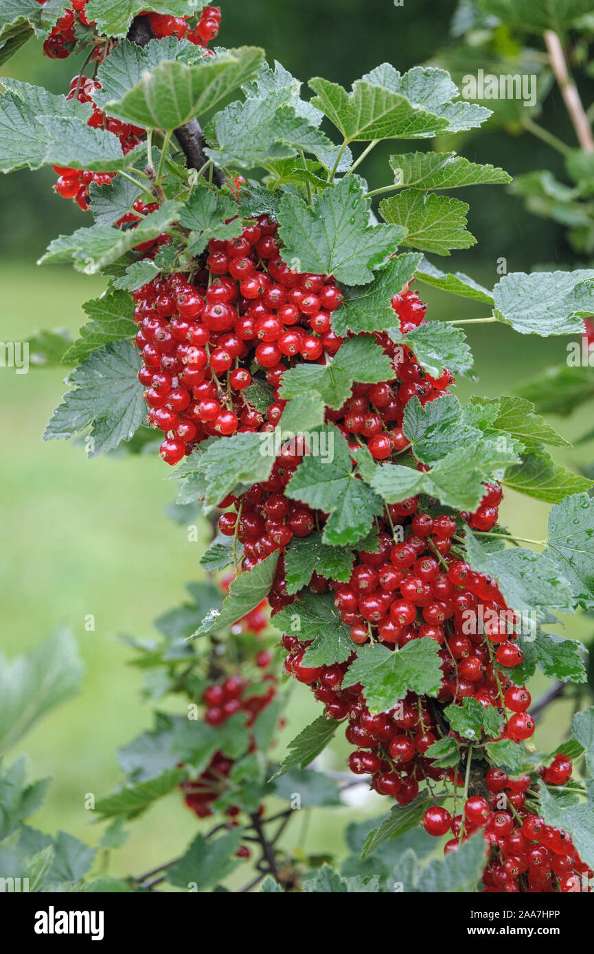 Rote Johannisbeere (Ribes rubrum 'Rondom') Foto Stock