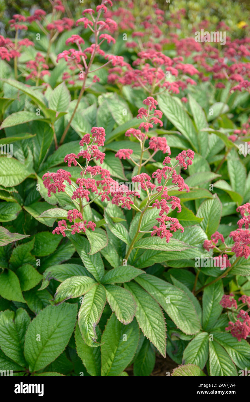 Schaublatt (Rodgersia pinnata 'Crug Cardinale") Foto Stock