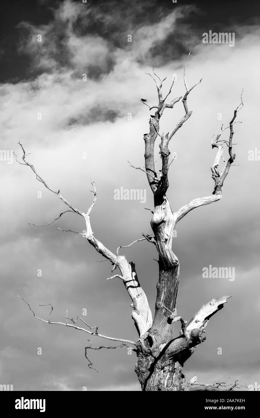 Una vecchia quercia inglese, segnato ma ancora in piedi orgogliosi, Conesthorpe, North Yorkshire, Regno Unito Foto Stock