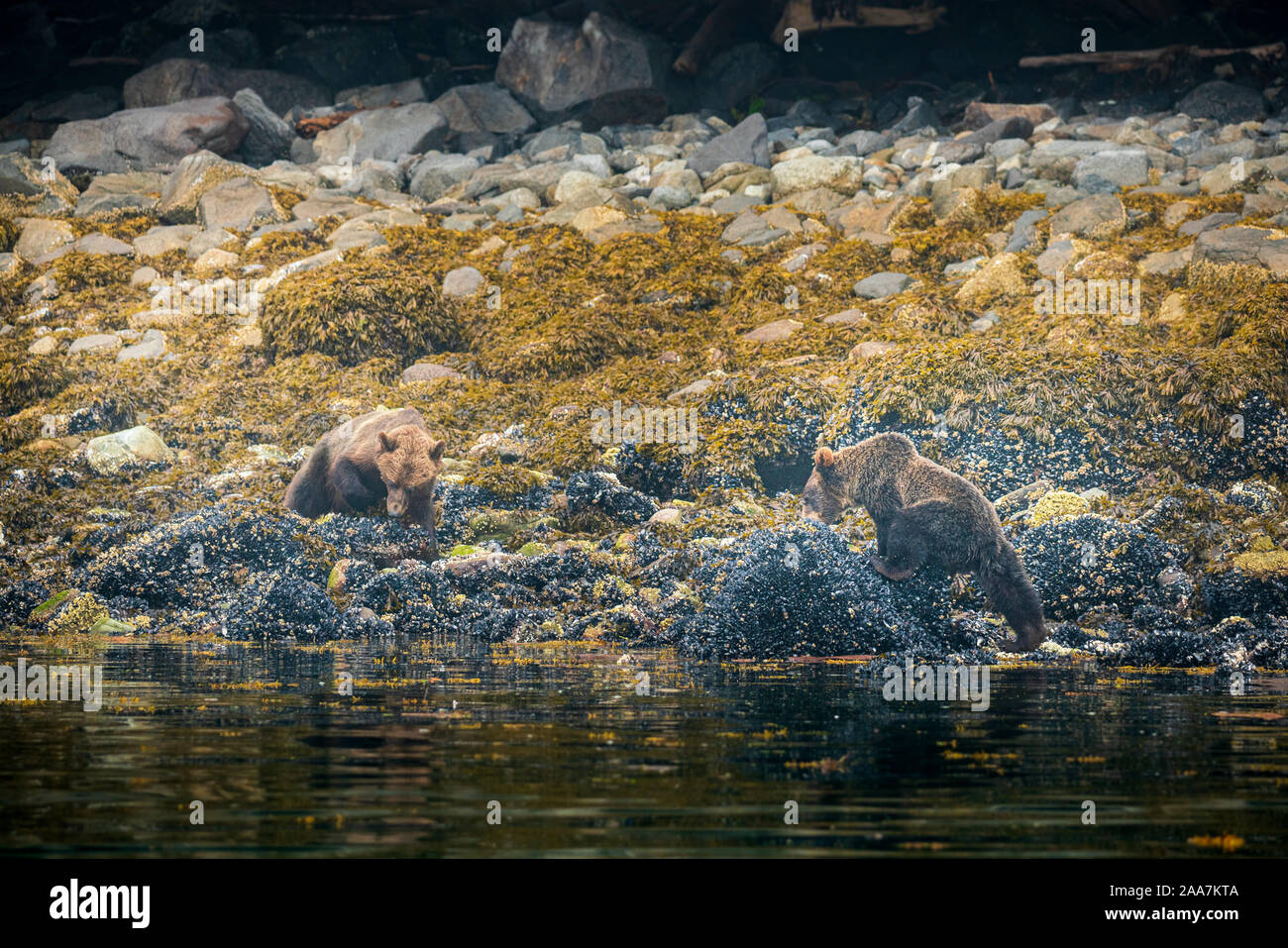 Orso grizzly a bassa marea, Cavaliere ingresso, Isola di Vancouver, British Columbia, Canada Foto Stock