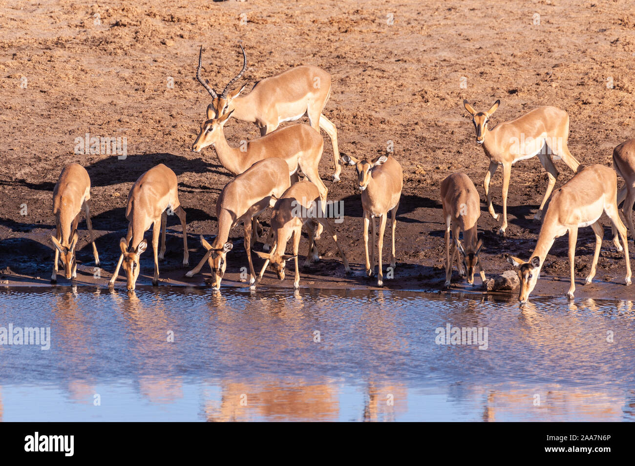 Un gruppo di impala -Aepyceros melampus- bere da un fiume nel Parco Nazionale Etosha, Namibia. Foto Stock