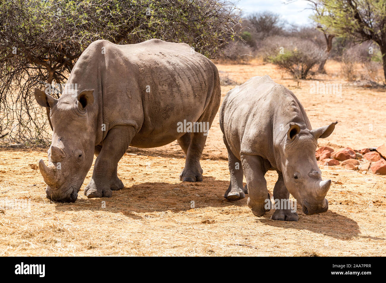 Rinoceronte bianco madre con i suoi figli a piedi attraverso la steppa, Namibia, Africa Foto Stock