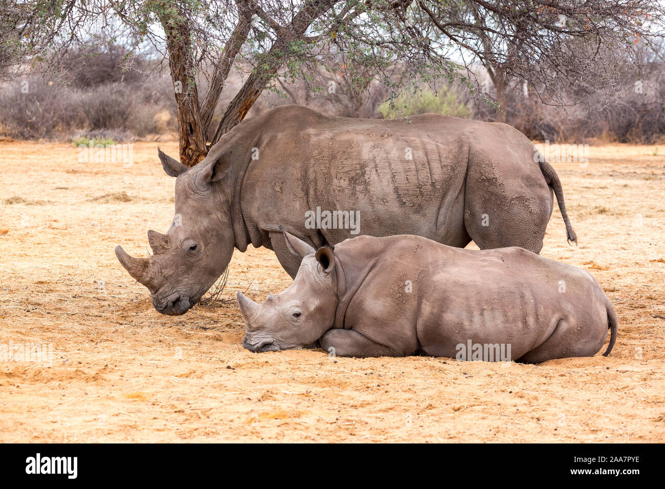 Due rinoceronte bianco, madre con la sua prole in appoggio all'ombra, Namibia, Africa Foto Stock