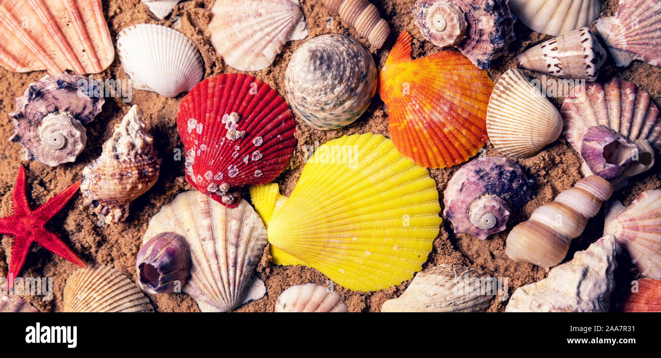 Colorate conchiglie sulla spiaggia di sabbia. vista superiore Foto Stock