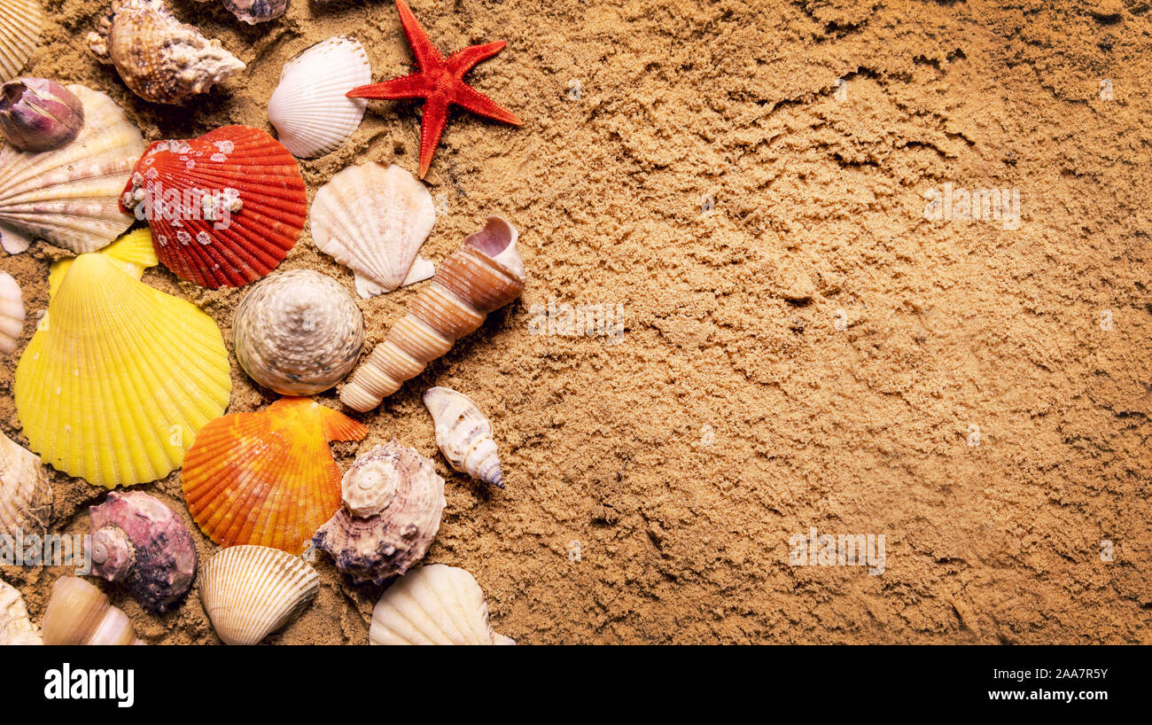 Conchiglie sulla spiaggia di sabbia con copia spazio. vista superiore Foto Stock