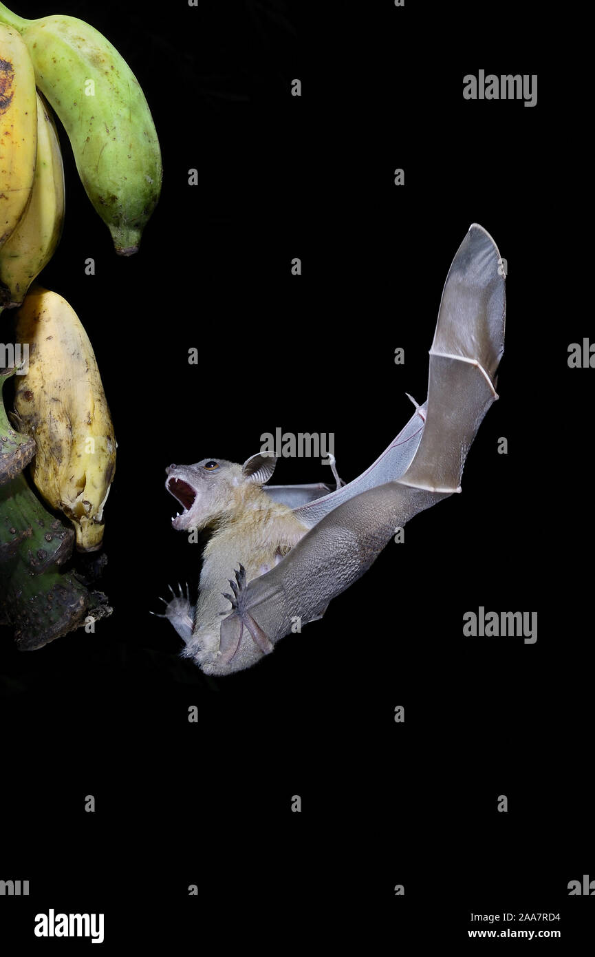 A breve dal naso frutta indiano bat (Cynopterus sphinx), o maggiore a breve dal naso a bat di frutta in volo con la bocca aperta e circa di appollaiarsi su piantaggine frutto f Foto Stock