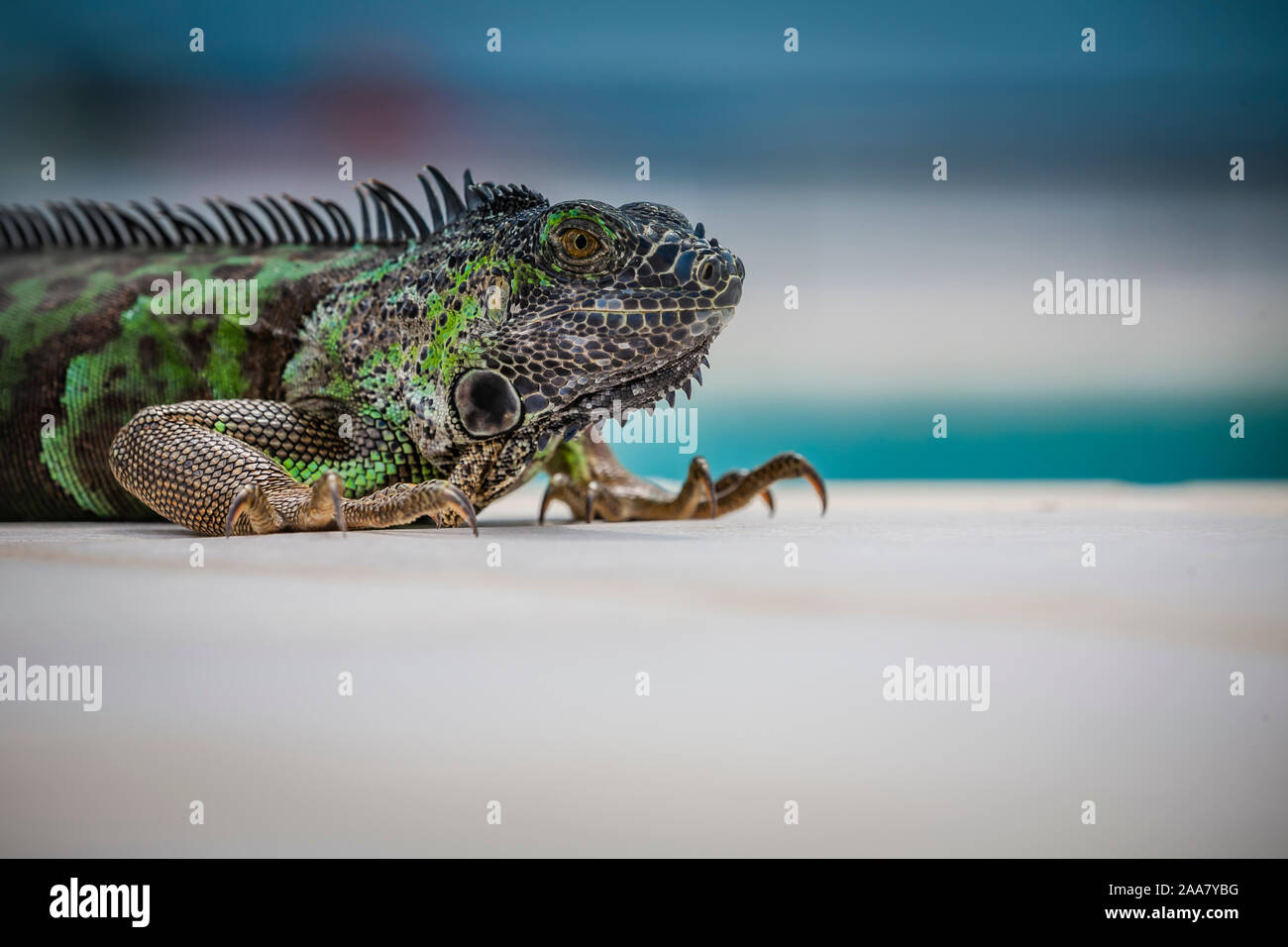 Primo piano di un'iguana verde (profondità di campo poco profonda) Foto Stock