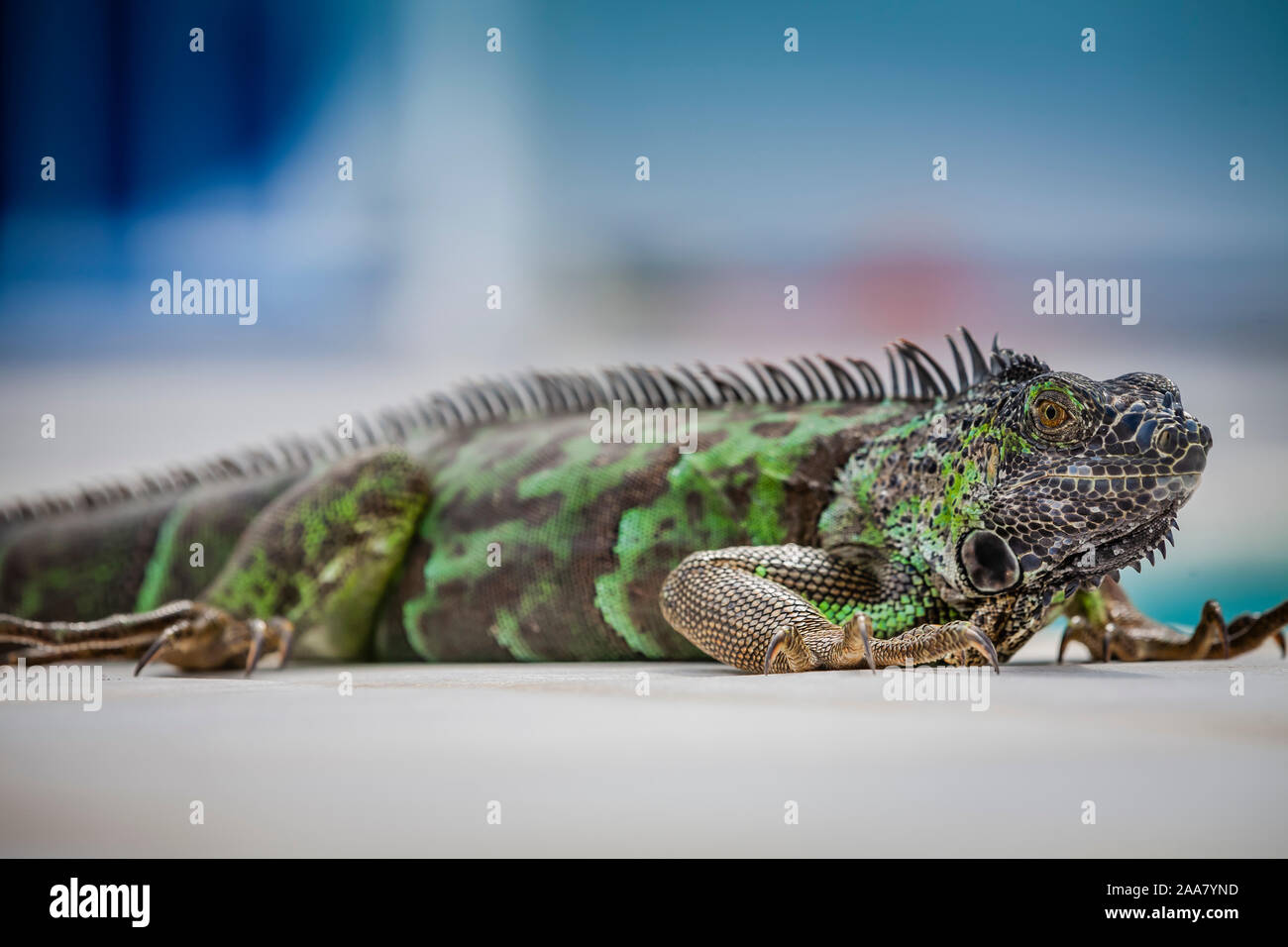 Primo piano di un'iguana verde (profondità di campo poco profonda) Foto Stock