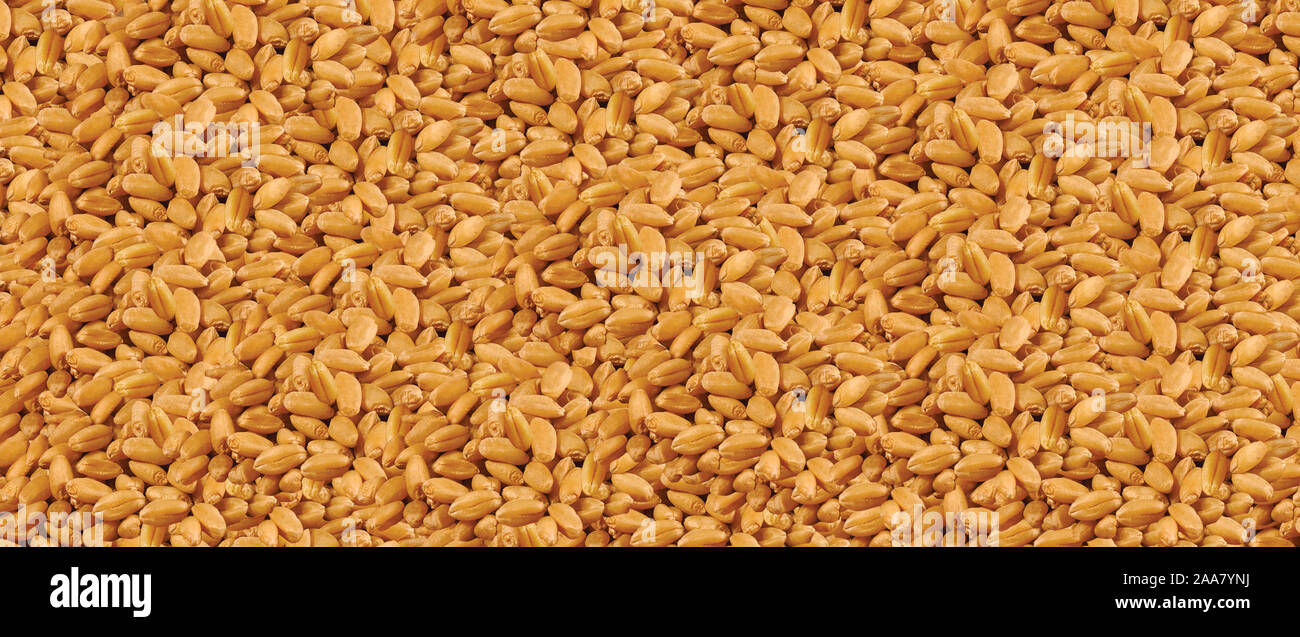 Chicchi di grano come sfondo agricolo, grani di grano texture, vista dall'alto - Immagine Foto Stock
