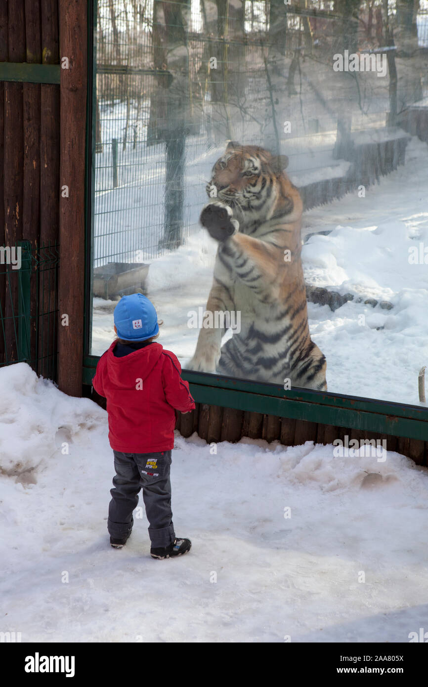 Un ragazzo guarda una tigre di Amur in un involucro in Gdansk Oliwia zoo. Foto Stock