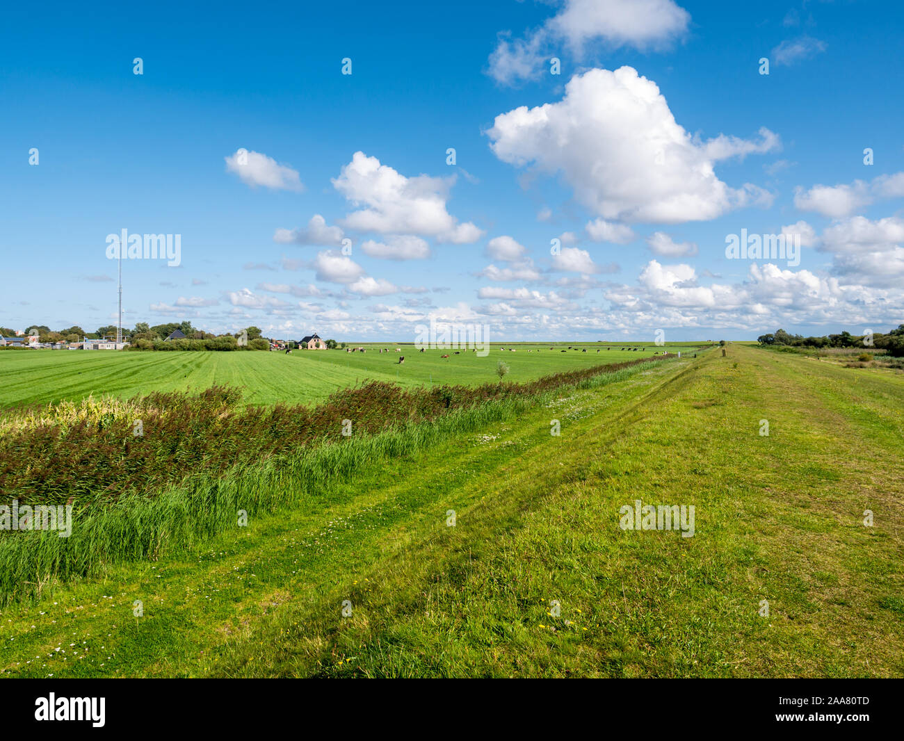 Il pascolo, fattorie e montante del trasmettitore in Banckspolder sull isola Frisone Schiermonnikoog, Paesi Bassi Foto Stock