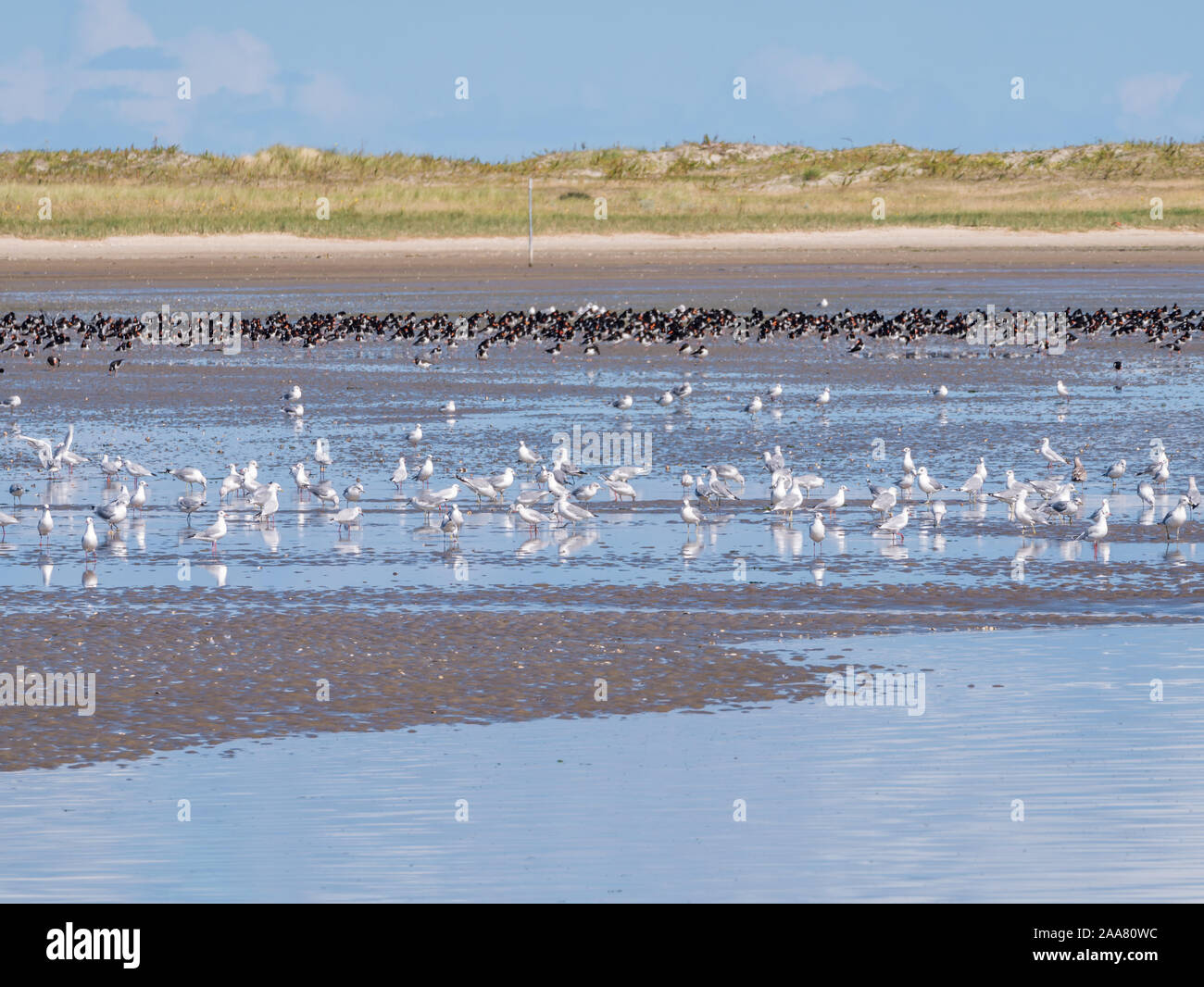 Gruppi di oystercatchers e gabbiani rovistando sulla spiaggia di Schiermonnikoog a bassa marea del mare di Wadden, Paesi Bassi Foto Stock