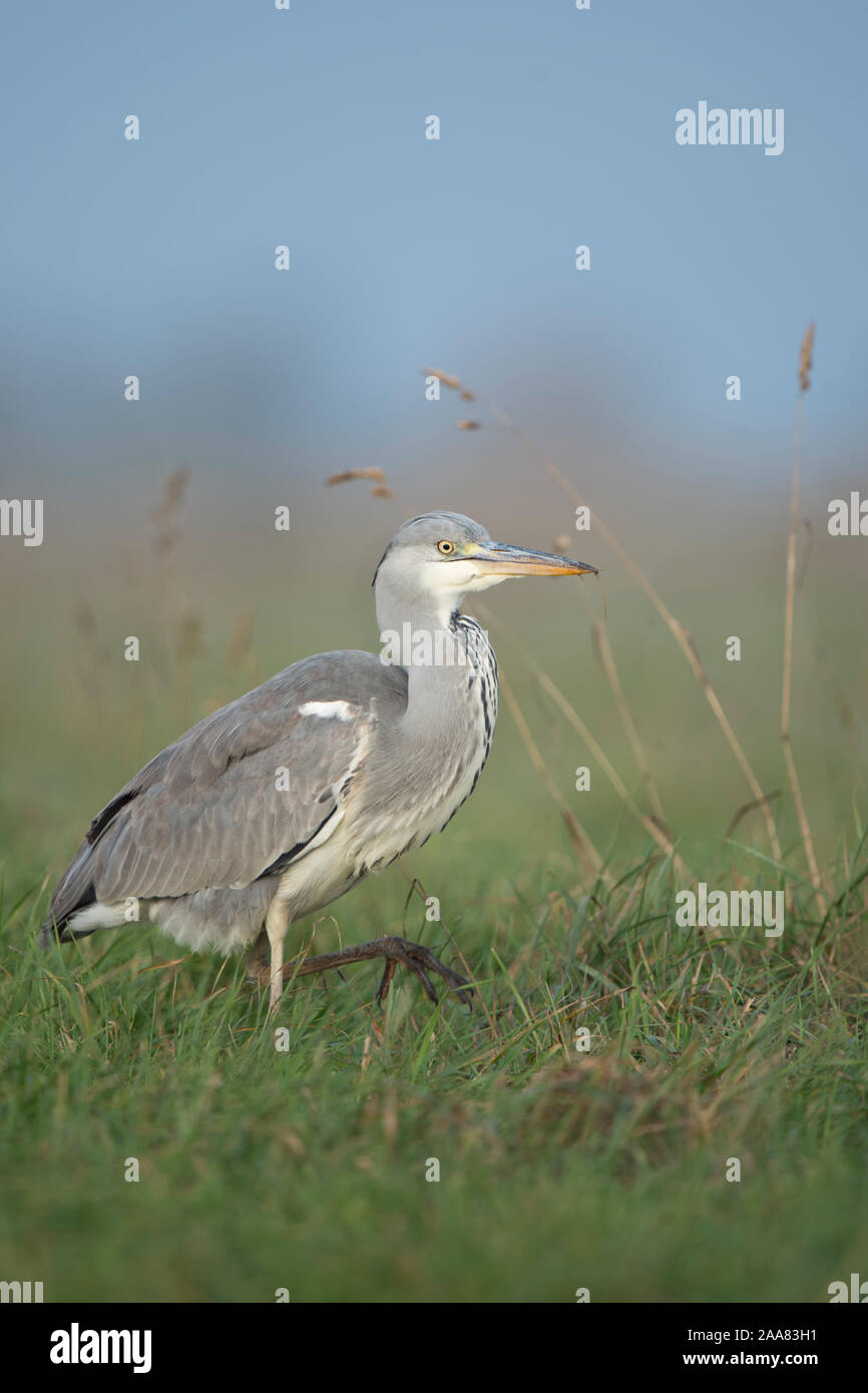 Airone cenerino / Graureiher ( Ardea cinerea ), camminando attraverso l'erba alta di un prato, alla ricerca di cibo, preda, wildife, l'Europa. Foto Stock