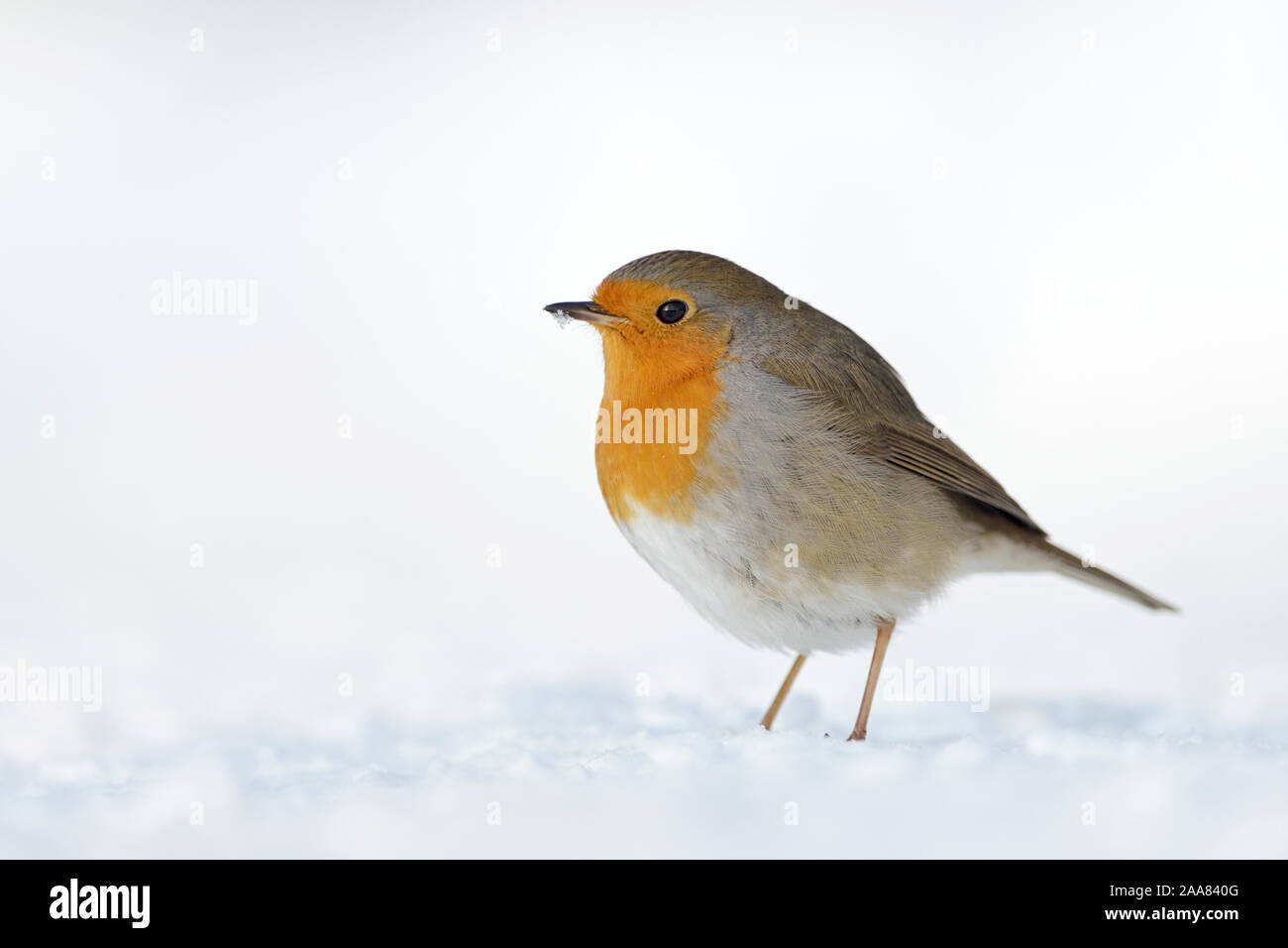 Bella Pettirosso / Rotkehlchen ( Erithacus rubecula ) seduta nella neve sul terreno, piumaggio soffice, Cold Winter, la fauna selvatica, l'Europa. Foto Stock