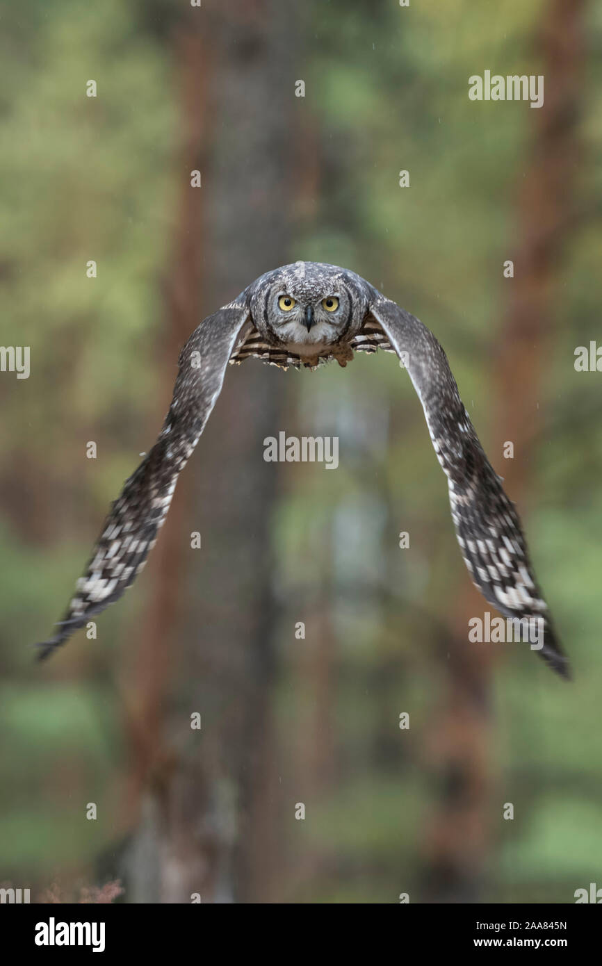 Grande Gufo cornuto / Tiger Owl / Virginia-Uhu ( Bubo virginianus ) volando attraverso un bosco di conifere, segreta, volo silenzioso. Foto Stock