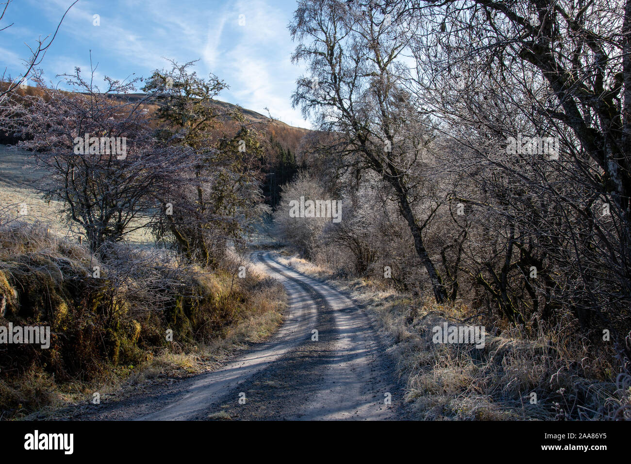 La brina su alberi in Glen Tilt e Glen Garry Foto Stock