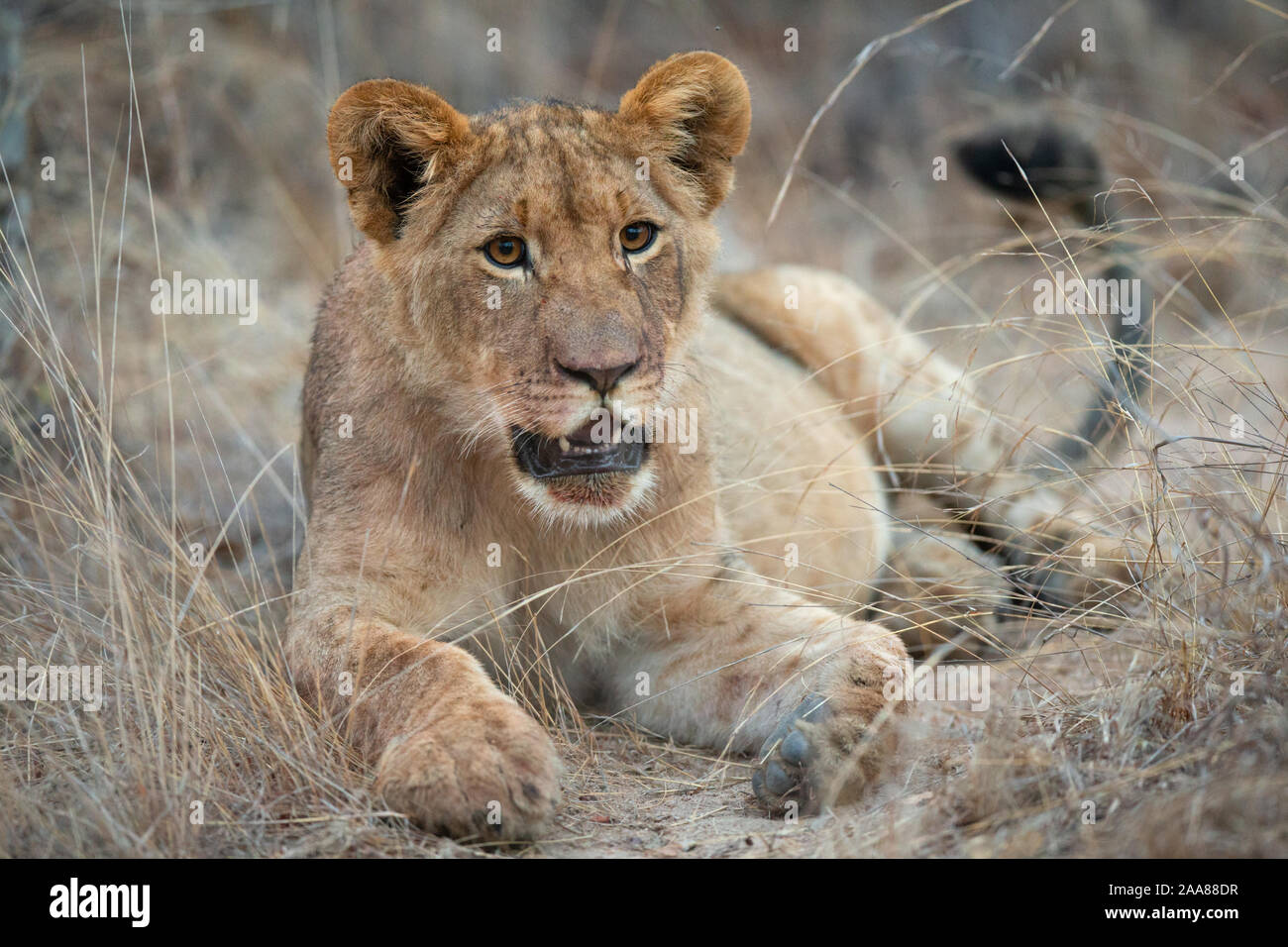 Lion cub (Panthera leo), Karongwe Game Reserve, Limpopo, Sud Africa Foto Stock