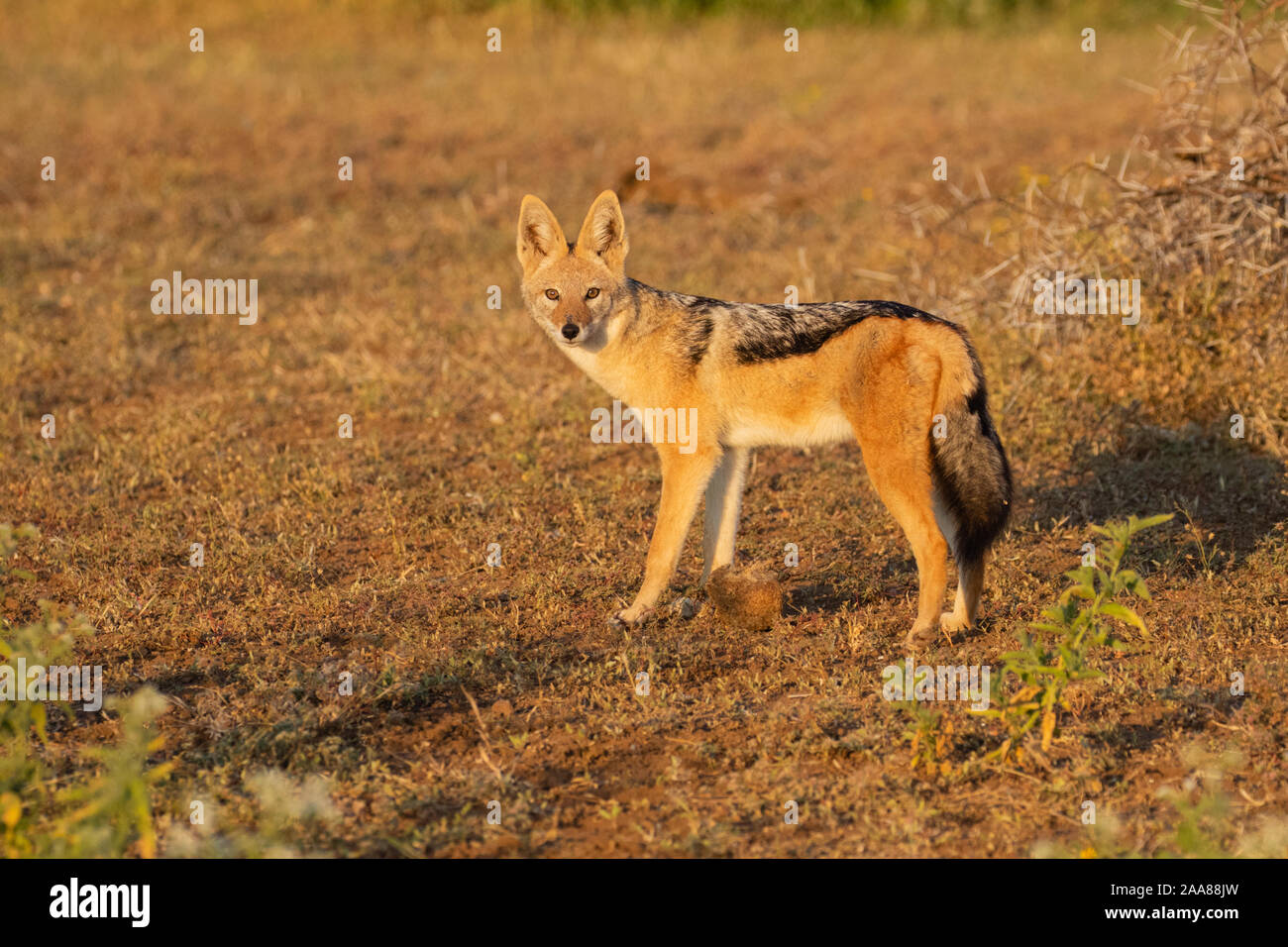 Nero-backed Jackal (Canis mesomelas), Riserva di Mashatu, Botswana Foto Stock