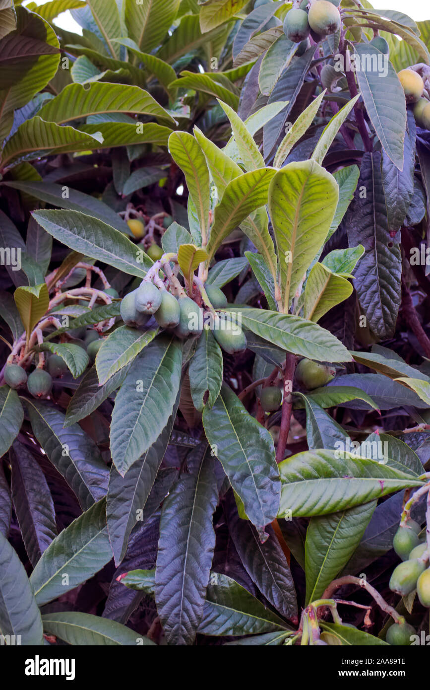 Eriobotrya japonica - Nespole del Giappone con frutti Foto Stock