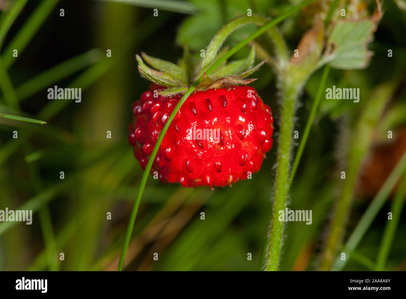 Il frutto della Fragaria vesca, comunemente chiamata fragola selvatica o bosco Foto Stock