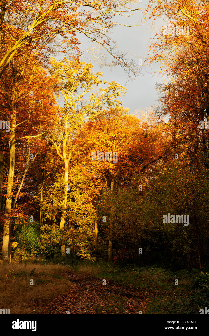 Sole autunnale in una foresta di faggio Foto Stock